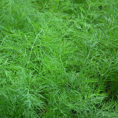 Dill Weed