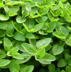 Marjoram