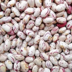 LIGHT SPECKLED KIDNEY BEANS (AMERICAN ROUND - CRANBERRY)